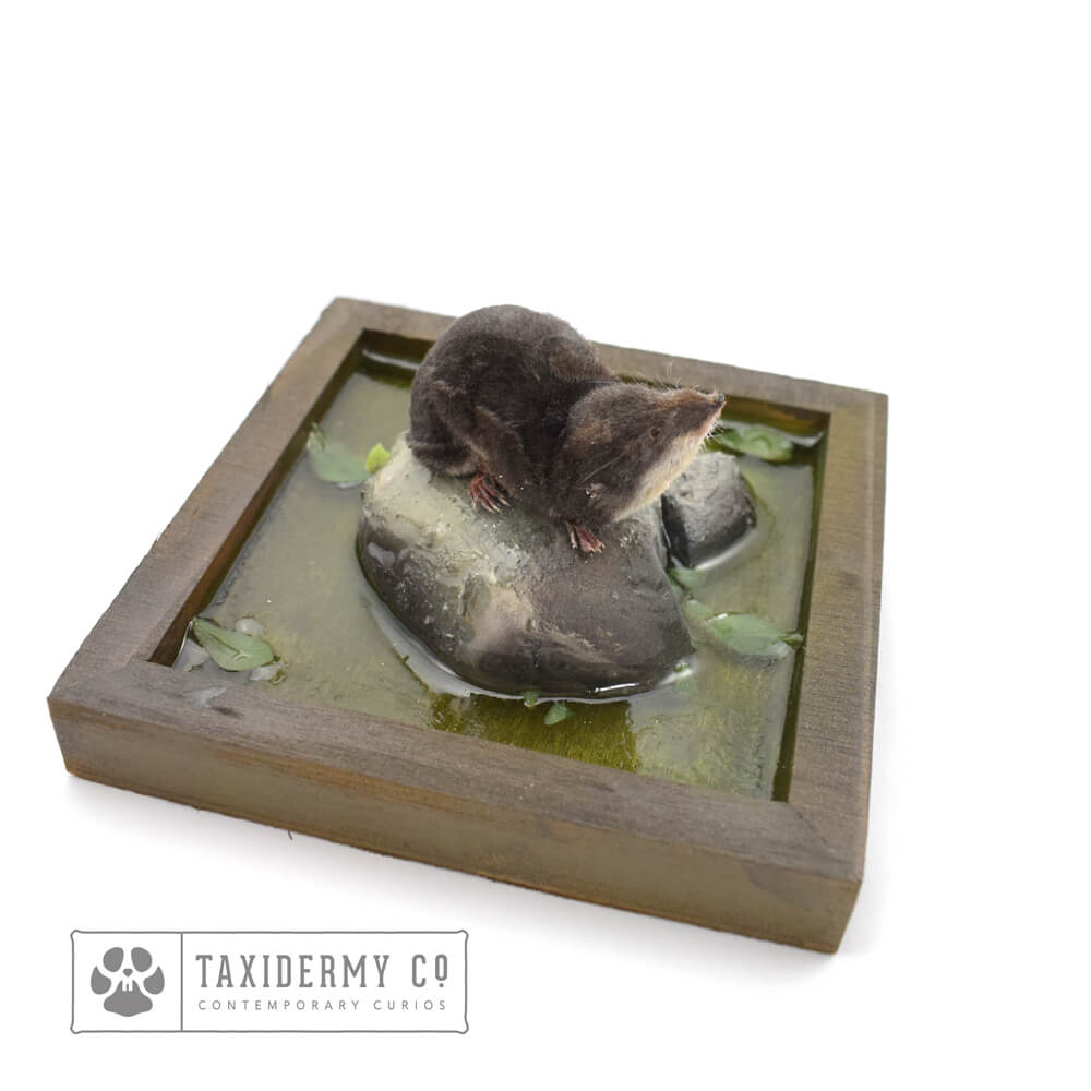 Taxidermy Water Shrew