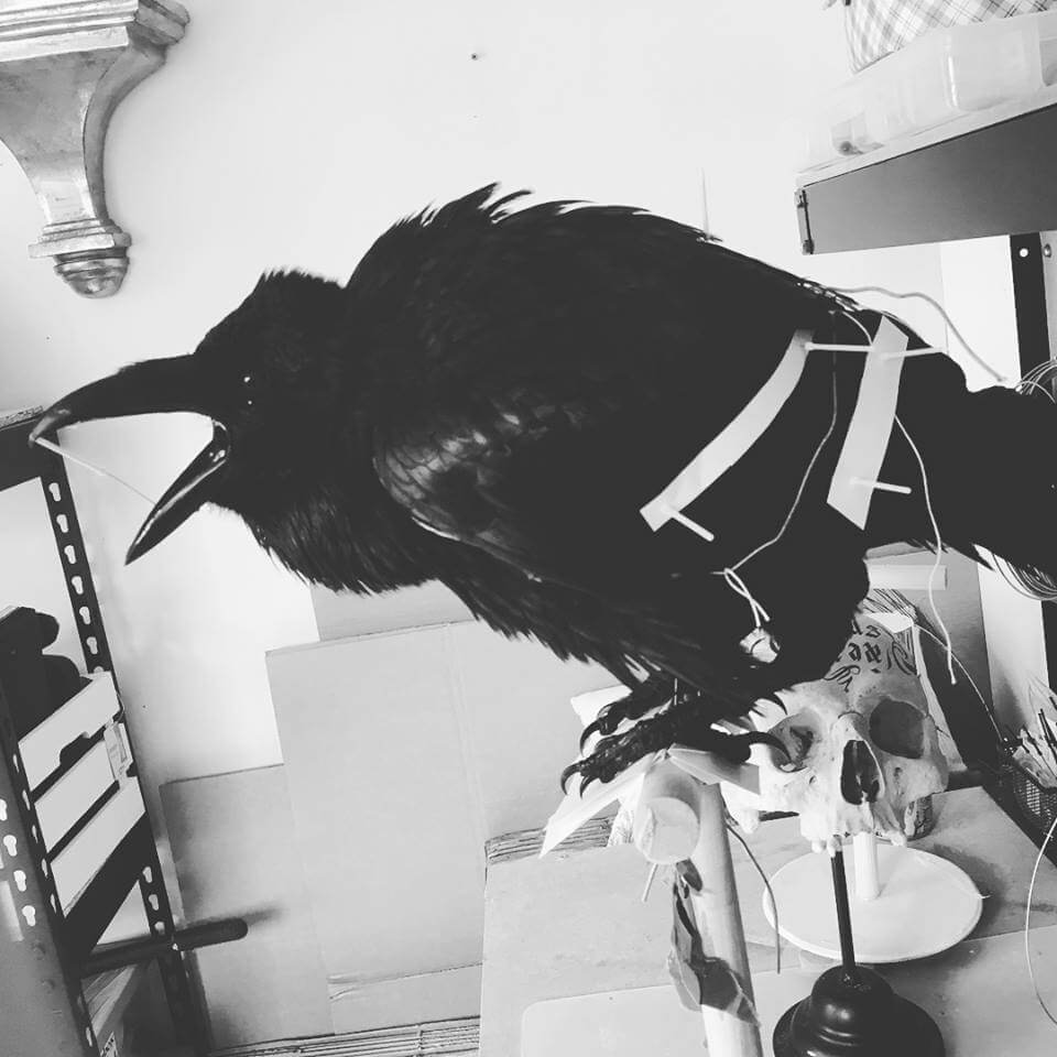 Taxidermy Raven For Sale