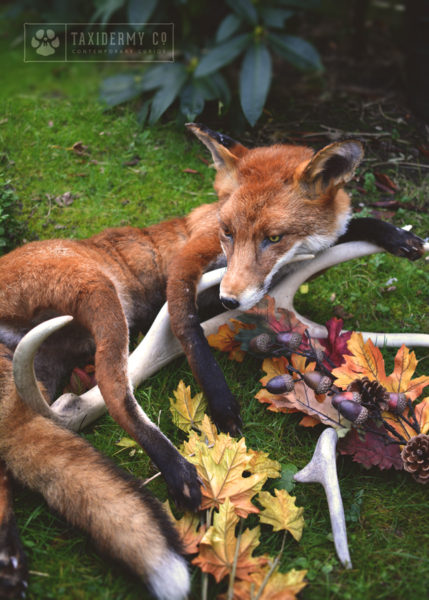 Taxidermy Soft Mount Red Fox