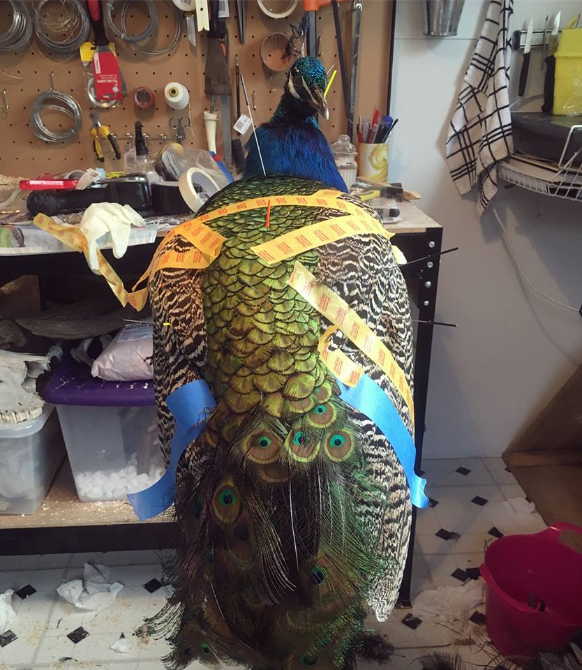 Taxidermy Peacock Progress