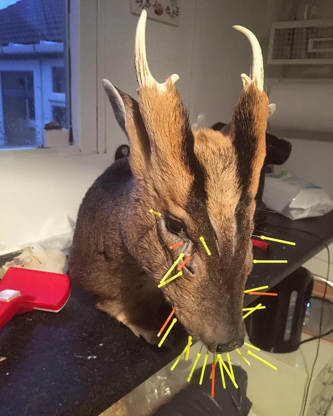Taxidermy Muntjac Shoulder Mount