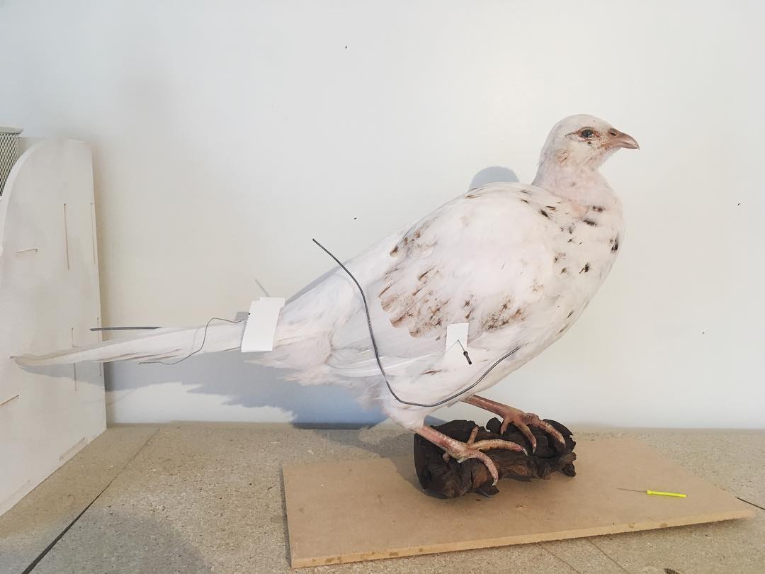 White Hen Pheasant Taxidermy