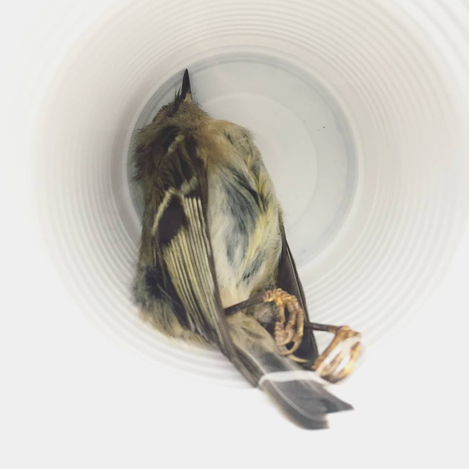Taxidermy Goldcrest