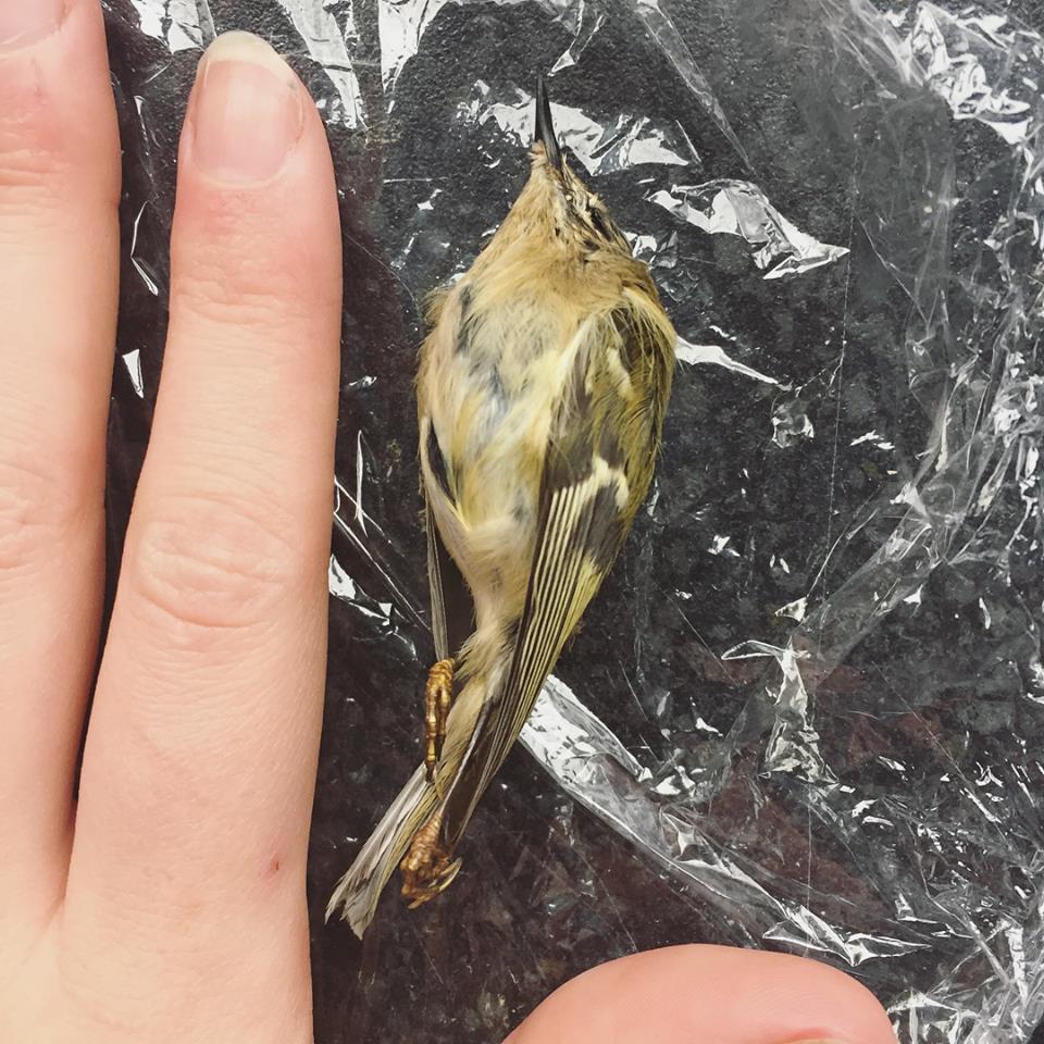 Taxidermy Goldcrest Smallest Bird