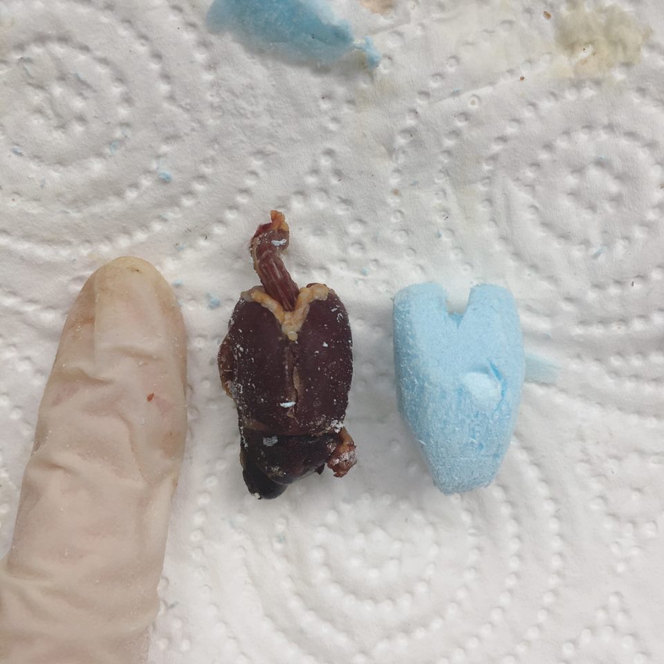 Taxidermy Goldcrest Carving Body