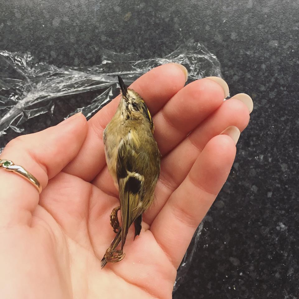 Taxidermy Goldcrest