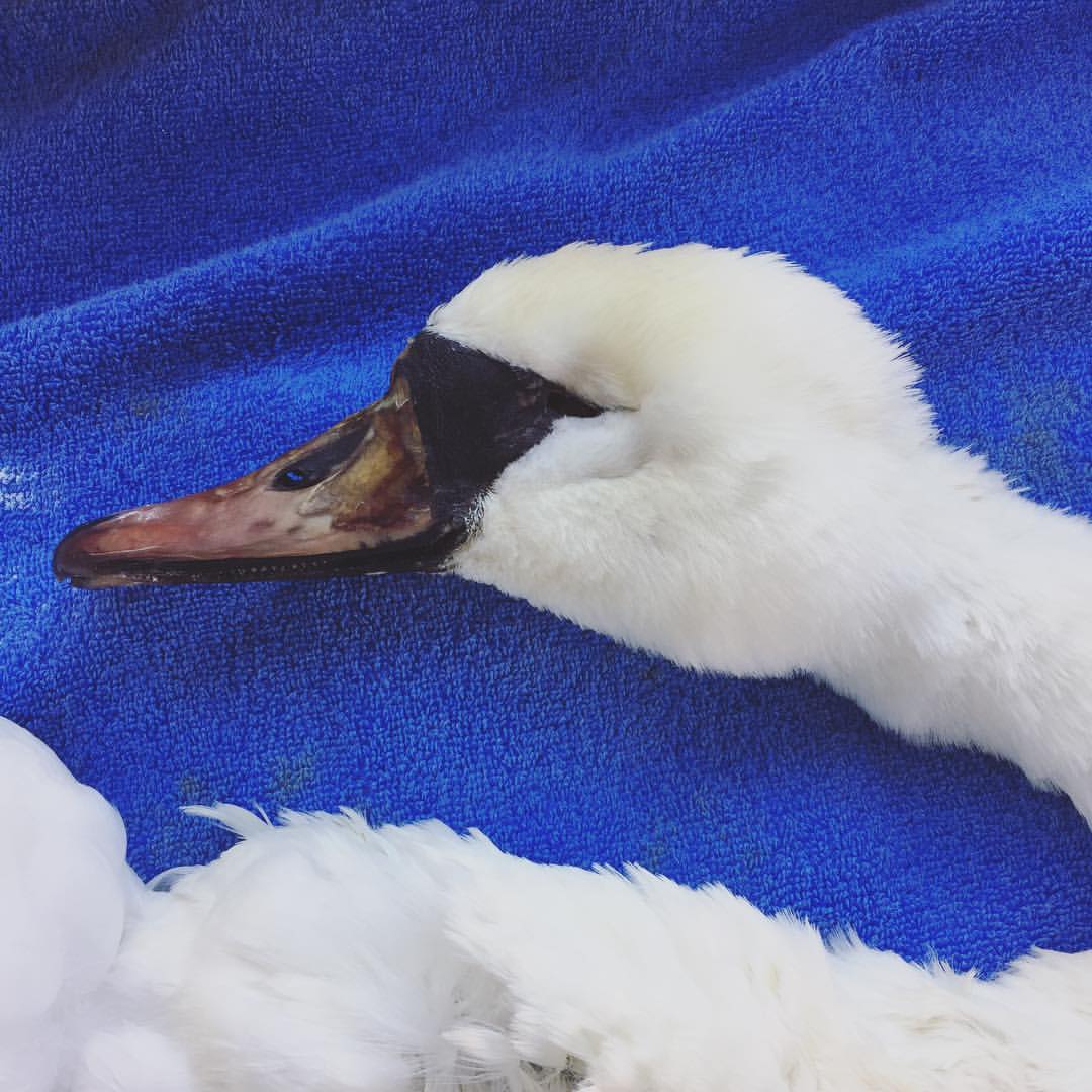 Taxidermy Mute Swan