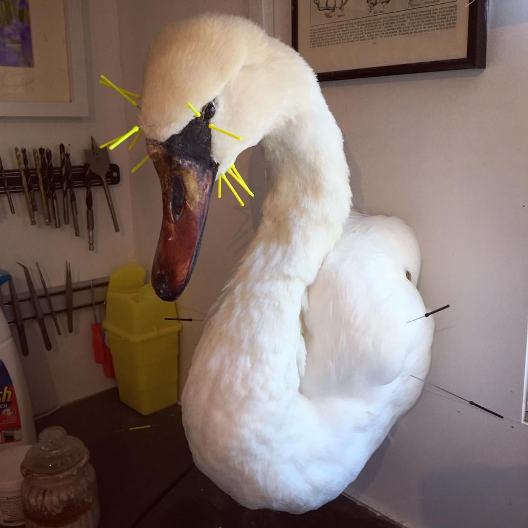 Taxidermy Mute Swan