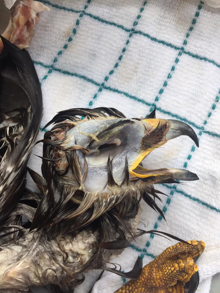 Example of feather slip on a bird for taxidermy