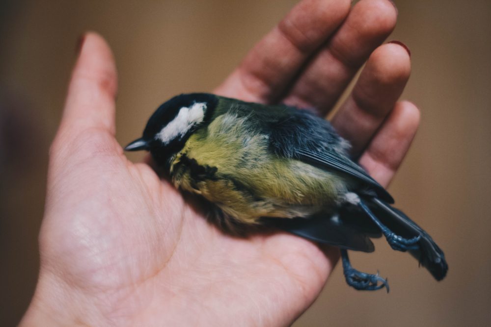 Storing Taxidermy Specimens