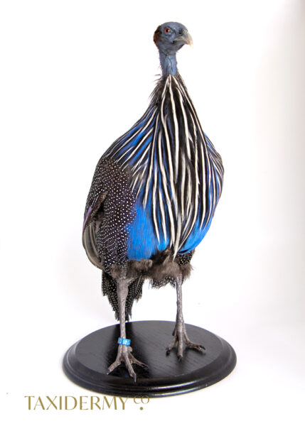 Taxidermy Vulturine Guinea Fowl (Acryllium vulturinum) For Sale