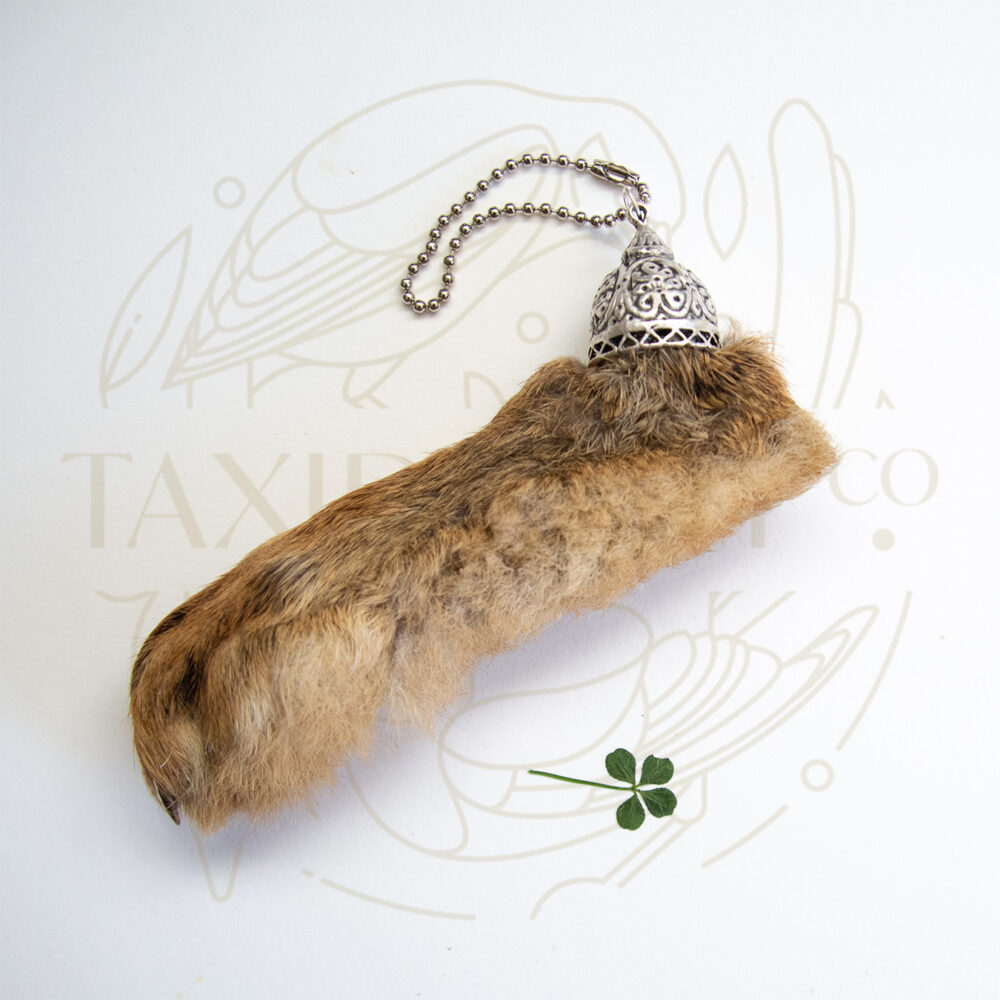 Lucky Rabbit's Foot Taxidermy