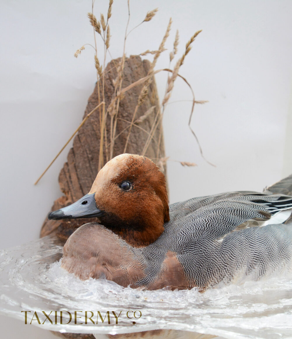 Taxidermy Wigeon