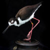 Ethical-Taxidermy-Wader-Bird-New