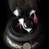 Taxidermy-Black-Necked-Stilt-5