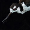 Taxidermy-Black-Necked-Stilt-5