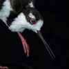 Taxidermy-Black-Necked-Stilt-5