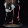 Taxidermy-Black-Necked-Stilt-5