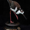 Taxidermy-Black-Necked-Stilt-5