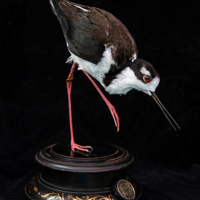 Taxidermy-Black-Necked-Stilt-5
