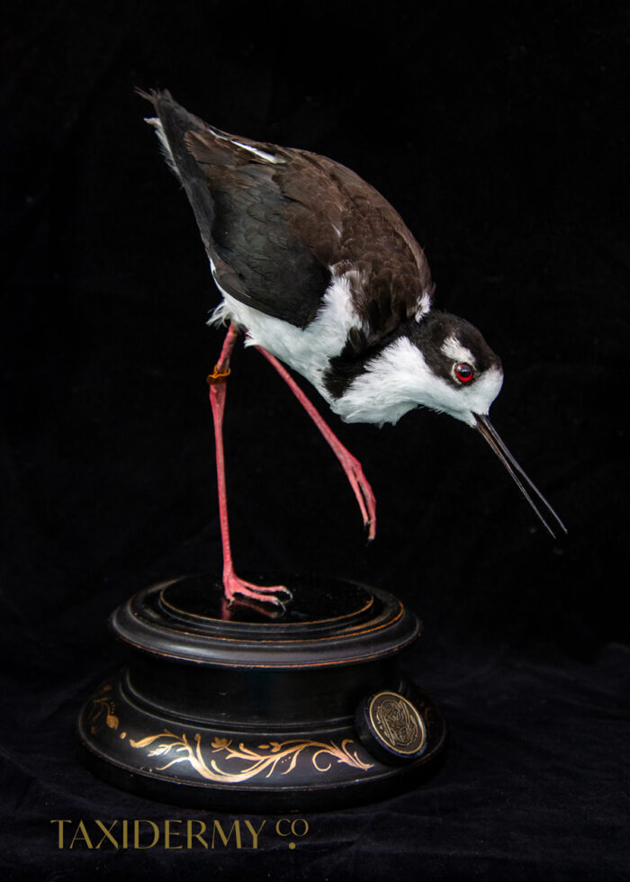 Taxidermy-Black-Necked-Stilt-5