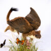 Ethical Taxidermy Stoat With Wings With Butterfly in grass scene for sale by Krysten Newby