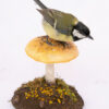 Small Bird Taxidermy of Great Tit on a hand sculpted mushroom made from polymer clay