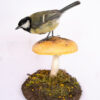 Small Bird Taxidermy of Great Tit on a hand sculpted mushroom made from polymer clay
