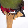 Taxidermy Bird Foot