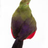 Taxidermy Green Turaco