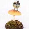 Great tit on mushroom