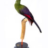 Taxidermy Guinea Turaco For Sale