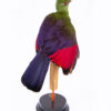High Quality Professional Taxidermy Turaco