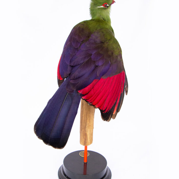 High Quality Professional Taxidermy Turaco