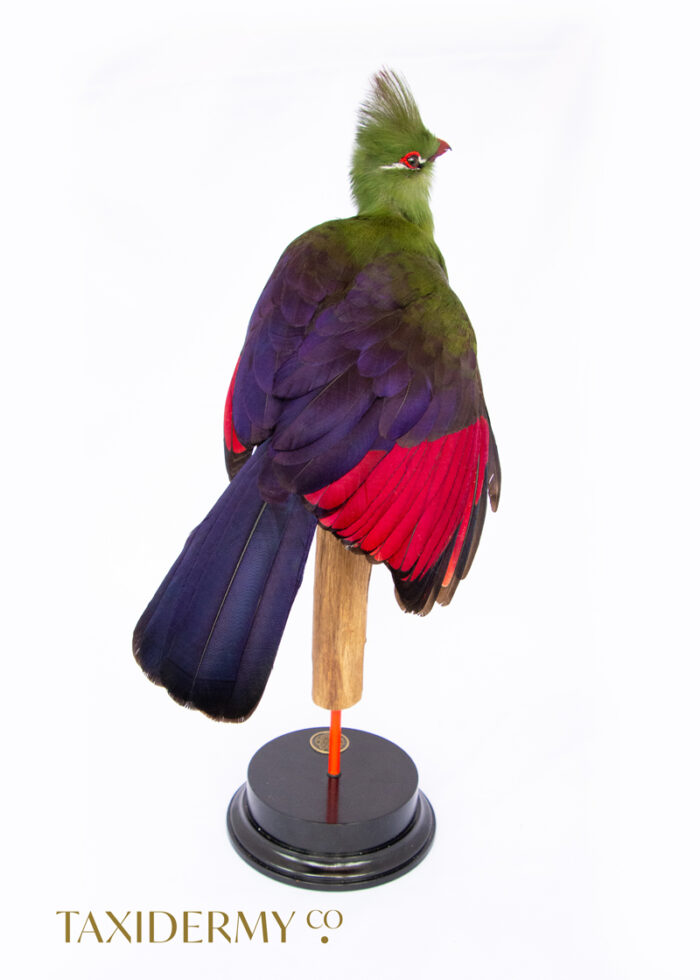 High Quality Professional Taxidermy Turaco