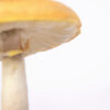 Sculpted Mushroom made from clay