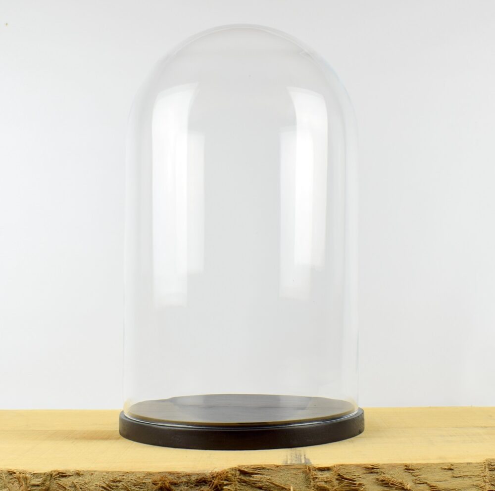 Best Places to find Glass domes for Taxidermy in the UK