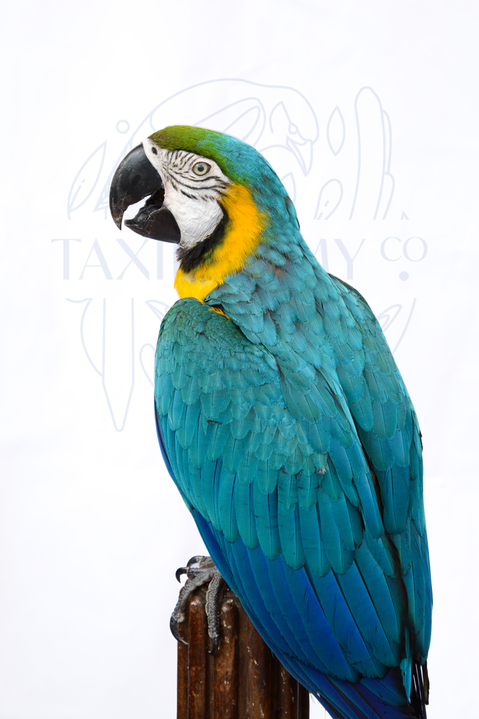 Expensive Fine Taxidermy Parrot on Antique Plinth