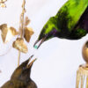 Taxidermy Emerald Starling feeding juvenile Lamprotornis iris