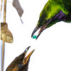 Taxidermy Bird Head Close Up