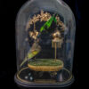 Taxidermy Emerald Starling feeding juvenile Lamprotornis iris