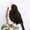 taxidermy cased blackbird (Turdus merula) with painted background
