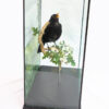 Cased Taxidermy Blackbird (Turdus merula) With Handmade Hawthorn and Painted Background - Image 3