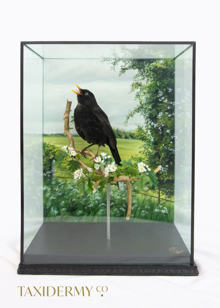 Cased Taxidermy Blackbird (Turdus merula) with hand painted British natural history background
