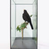 Cased Taxidermy Blackbird (Turdus merula) With Handmade Hawthorn and Painted Background - Image 5