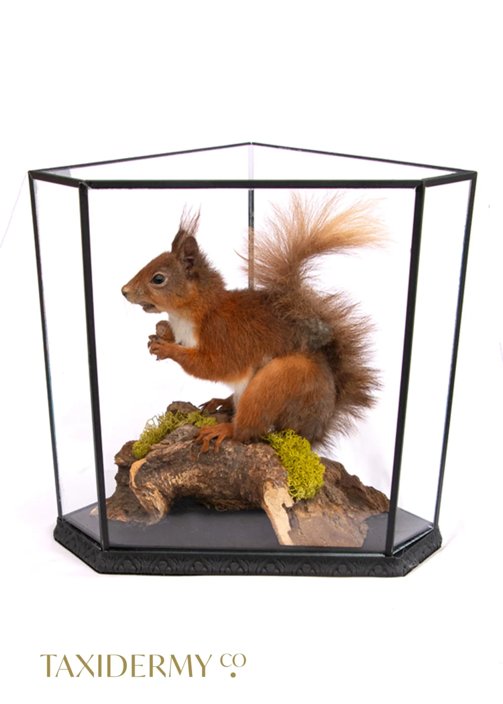 Custom Taxidermy Display Case