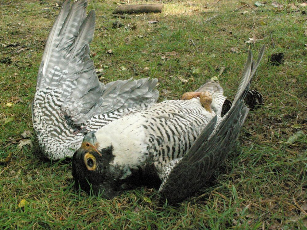 Raptor Persecution Information for Taxidermists