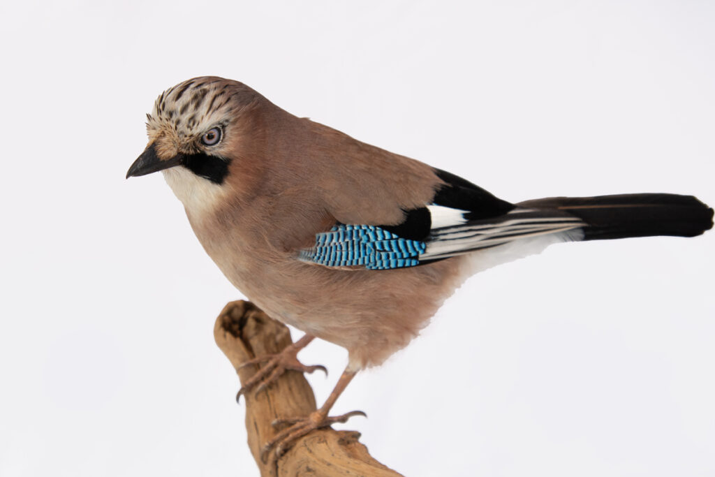 Taxidermy mount of a Eurasian Jay-(garrulus-garrulus)