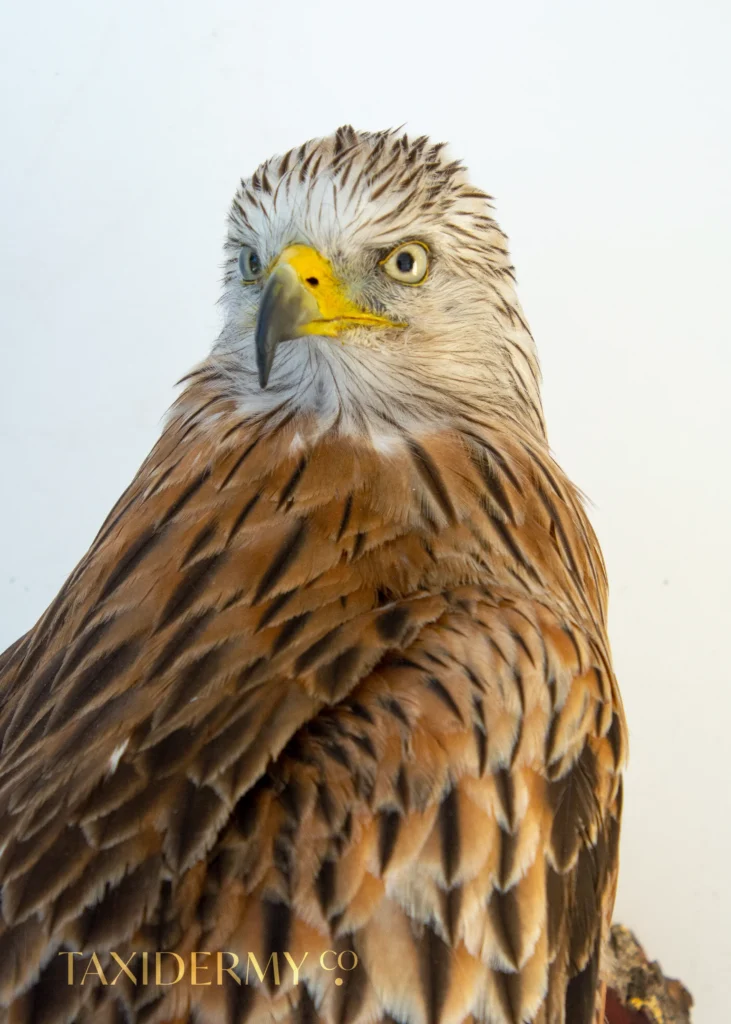 Taxidermy Adult Red Kite Wall Mount (Milvus milvus)