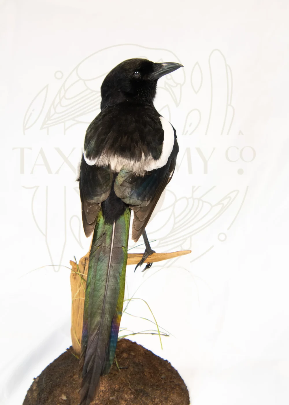 Taxidermy Magpie Pica pica